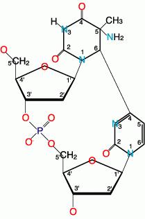 (6-4) photoproducts