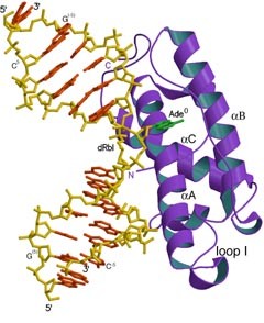 Crosslink_protein-DNA