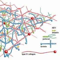 Crosslink_protein-protein