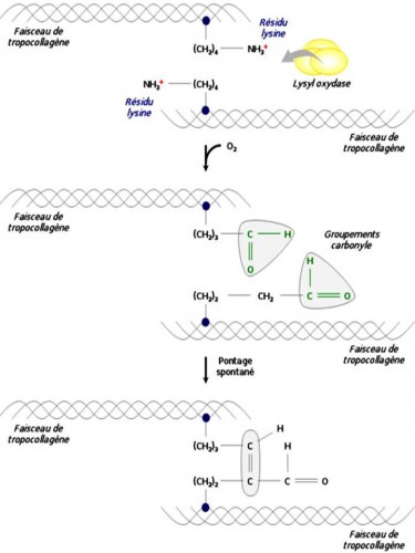 collagen_crosslinks_formation