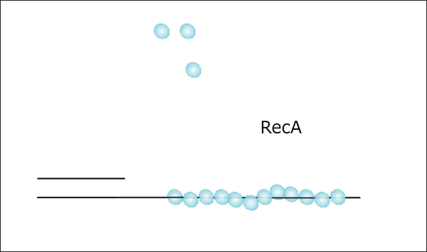   -RecA    (    Kaushik Ragunathan / Harvard Medical School).