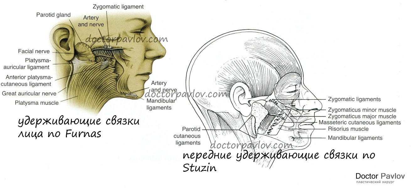 Связочный аппарат лица картинки