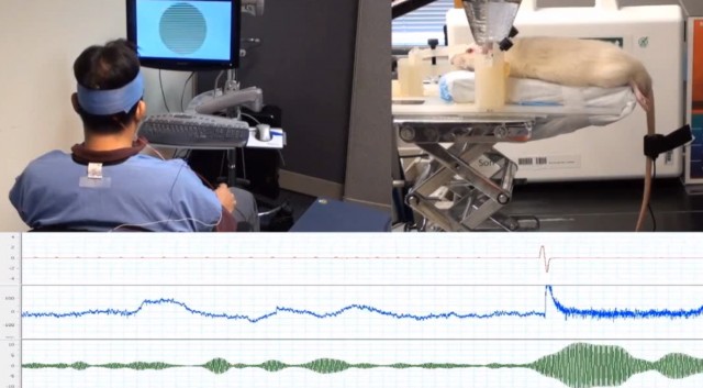 human-rat-brain-to-brain-interface-640x353