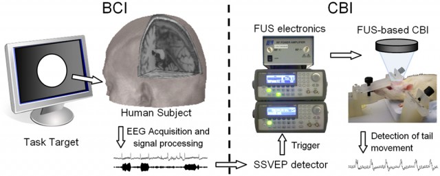 human-bci-to-rat-fus-cbi-diagram-640x257