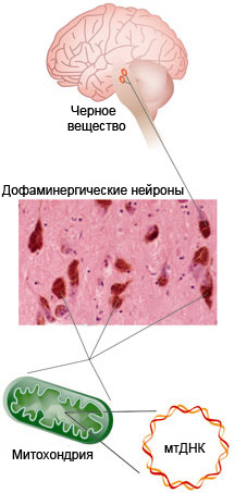       ,    .         (.   Manfredi 2006. Nature genetics. 2006. V.38. P.507-508)