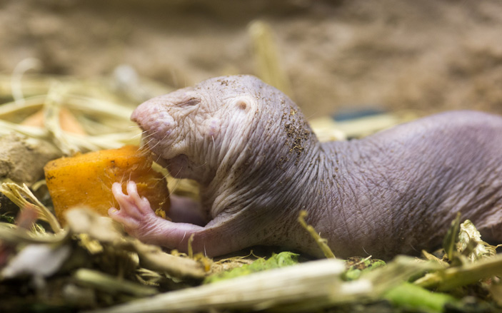 Голые землекопы (Naked mole rat, Heterocephalus glaber) - весьма необычные животные