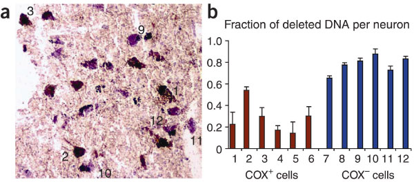 Слева: нейроны COX- окрашены в фиолетовый цвет, тогда как нейроны с достаточным количеством цитохром-c-оксидазы (COX+) окрашены в коричневый. Справа: доля делеций в нейроне (красные - нейроны с дефицитом <nobr>цитохром-c-оксидазы</nobr>, синие - с достаточным ее количеством). Рис. из статьи Kraytsberg et al. 2006