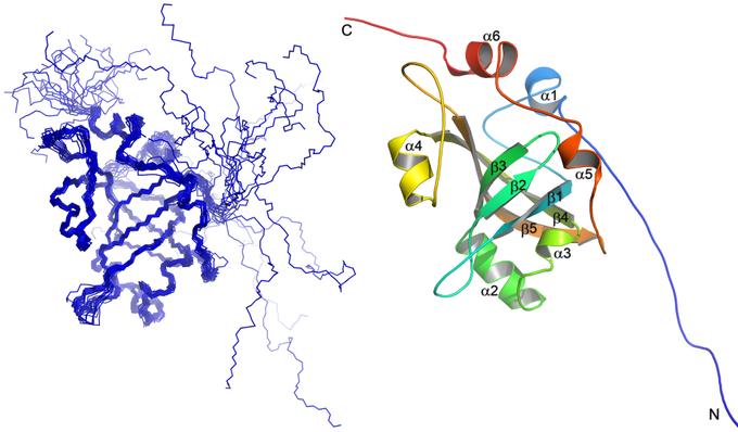 Структура белка Est3 - компонента теломеразы термофильных дрожжей Hansenula polymorpha. Слева - ансамбль из 20-ти конформеров белка, определенных методом ЯМР в растворе, справа - топология элементов вторичной структуры белка.