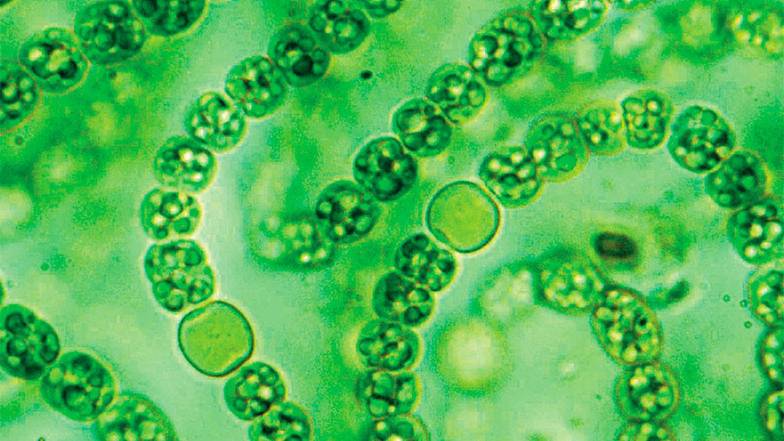  Весь кислород на земле появился благодаря цианобактериям