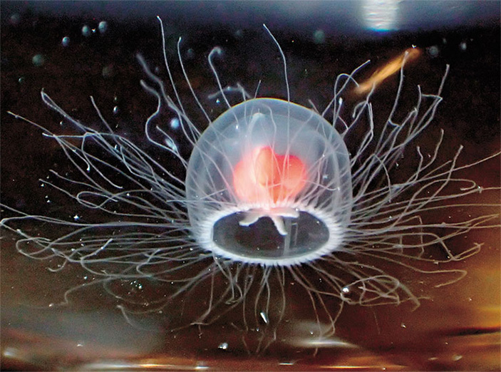 Turritopsis rubra